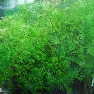 Aquarium Pflanzen für Anfänger