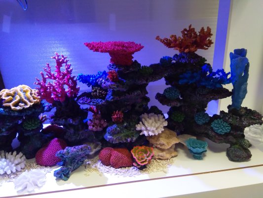 Aufbau Korallenriff