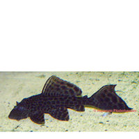 Saugmaulwels klein (Hypostomus plecostomus)