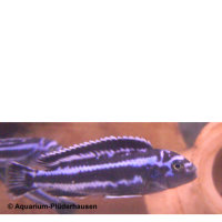 Melanochromis maingano (Stahlblauer Maulbrüter)