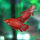 Siamesisches Kampffisch- Weibchen (Betta splendens female)