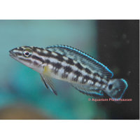 Schachbrett-Schlankcichlide (Julidochromis marlieri)