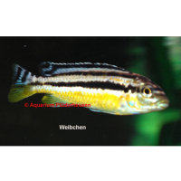 MA-Melanochromis auratus (Türkisgoldbarsch)