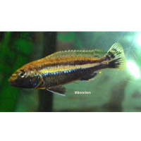 Melanochromis auratus (Türkisgoldbarsch)