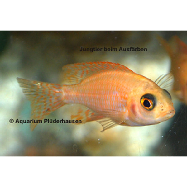 MA-Aulonocara Fire fish