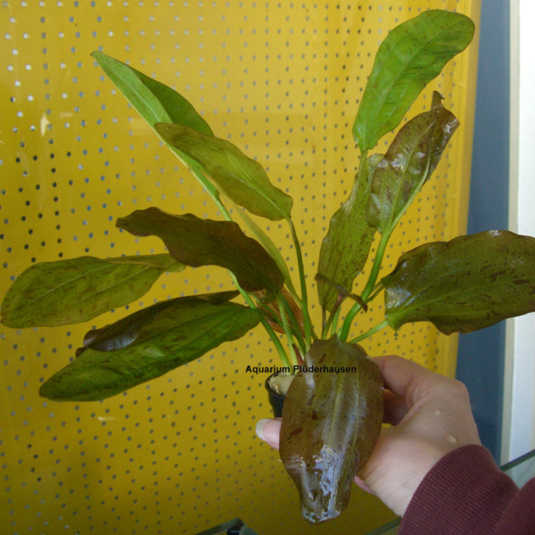 Echinodorus x Ozelot green