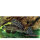 L1 Goldflecken- Segelschilderwels (Glyptoperichthys joselimaianus)