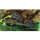 L1 Goldflecken- Segelschilderwels (Glyptoperichthys joselimaianus)