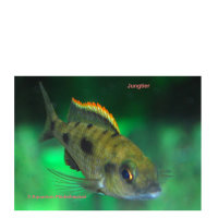 MA-Otopharynx lithobates (Haplochromis lombardoi)