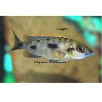 Otopharynx lithobates (Haplochromis lombardoi)