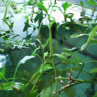 Alternanthera aquatica mini