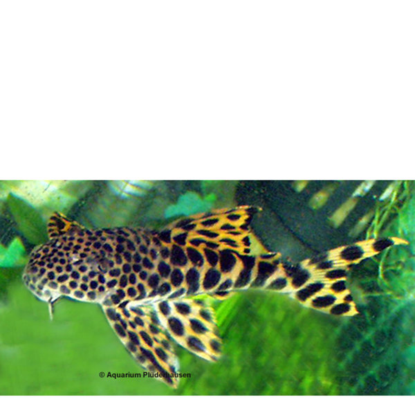 WE- Ancistomus sp. (Ancistomus sabaji) - Leopard Trugschilderwels  L 75