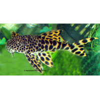 L75 Leopard Trugschilderwels, Ancistomus sp. (Ancistomus...