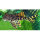 L75 Leopard Trugschilderwels, Ancistomus sp. (Ancistomus sabaji) -