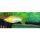 Lyratail Molly (Poecilia sphenops)