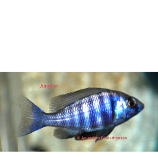 MA-Placidochromis Phenochilus Tanzania