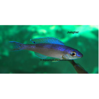Cyprichromis leptosoma tanzania neon