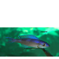 TA-Cyprichromis leptosoma tanzania neon