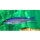 Cyprichromis leptosoma tanzania neon