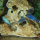 Eck-Lochgestein, ca. 17x17x17 cm, Naturstein rot