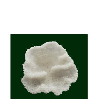 Pilzlederkoralle, 11 x 11 x 7 cm, (Sarcophyton), Nachbildung weiß