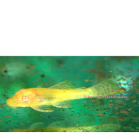 Antennenwels gold (Ancistrus sp. gold)