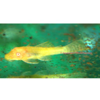 Antennenwels gold (Ancistrus sp. gold)