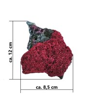 Steinkoralle, 12 x 8,5 x 5,5 cm, Cyphastrea chalcidicum auf Riffgestein, Nachbildung rot