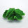 Steinkoralle LPS, Rosenkoralle (Lobophyllia), Nachbildung grün, 9 x 9 x 4 cm