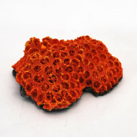 Steinkoralle, 10,5 x 9 x 4 cm, großpolypige Micromussa auf Stein, Nachbildung orange