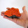 Steinkoralle, 10,5 x 9 x 4 cm, großpolypige Micromussa auf Stein, Nachbildung orange