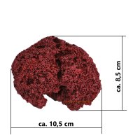 Steinkoralle, 10,5 x 8.5 x 6.5 cm, SPS großpolypig (Cyphastrea chalcidicum), Nachbildung rot