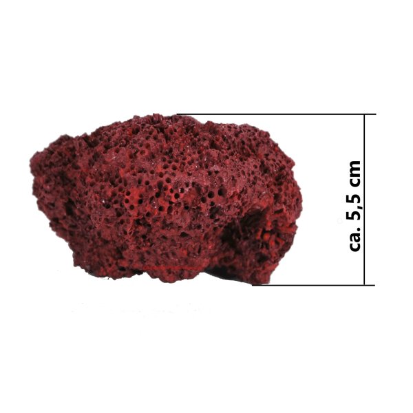 Großpolypige Steinkoralle SPS (Cyphastrea chalcidicum), Nachbildung rot 7,5 x 6,5 x 5,5  cm