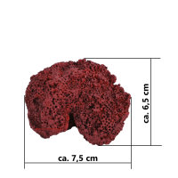 Steinkoralle, 7,5 x 6,5 x 5,5  cm, SPS großpolypig (Cyphastrea chalcidicum), Nachbildung rot