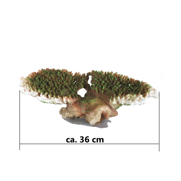 Steinkoralle (Scleractinia) Blumentier auf Stein, Nachbildung grün/weiß, 36 x 21 x 11 cm