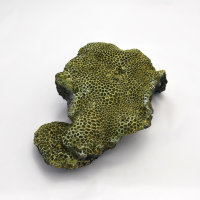 Riffgestein, 33 x 21.5  x 10 cm mit Hydnophora microconos grün, Nachbildung dunkel 