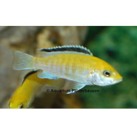 Goldener Buntbarsch (Labidochromis yellow)