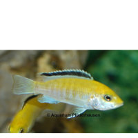 MA-Labidochromis yellow (Goldener Buntbarsch)