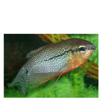 SUEAM-Trichogaster leeri (Mosaikfadenfisch))