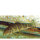 Zebraschmerle (Botia striata)