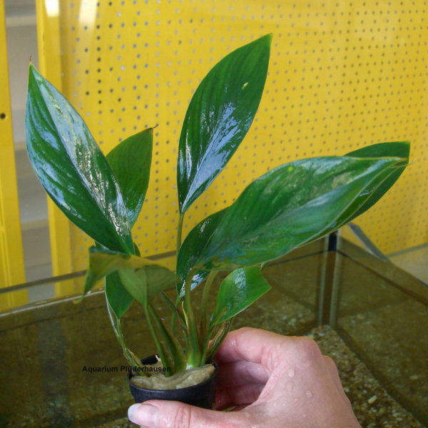 Aglaonema specie - Schwertpflanze, Silberspeerblatt