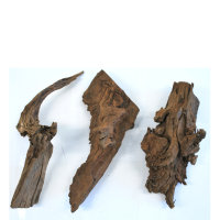 Echtes Mangrovenholz  30 - 40 cm, Mangrovenwurzel