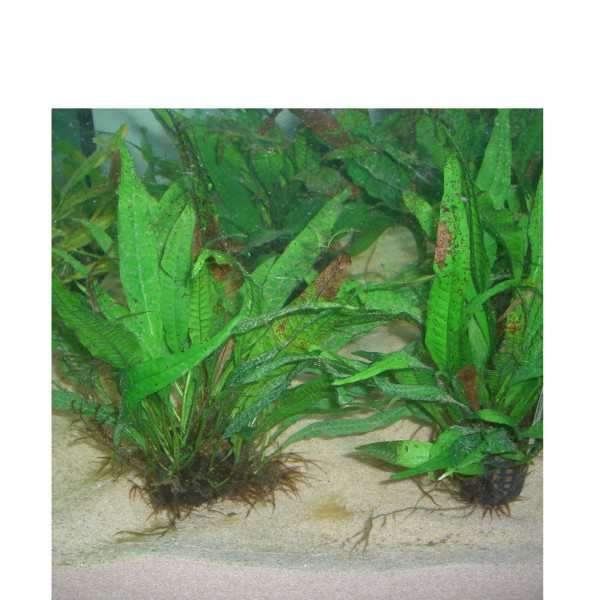 Aquarium/Terrarium Sand, silber, Bio natural max, Körnung 0,3-0,7 mm 4,5 kg ca. 3 L