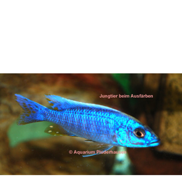 MA-Sciaenochromis fryeri (Haplochromis ahli) - Azurcichlide