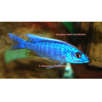 Sciaenochromis fryeri (Haplochromis ahli) - Azurcichlide