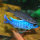 Sciaenochromis fryeri (Haplochromis ahli) - Azurcichlide