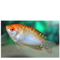Gold Gurami/Gold fadenfisch (Trichogaster trichopterus gold)