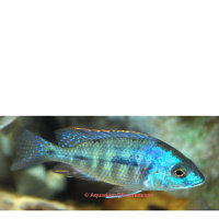 Placidochromis sp. (Phenochilus "Tanzania") / Protomelas spilonotus "Tanzania" (Hybride)