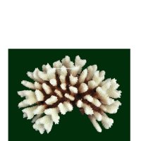 Steinkoralle, 21 x 15 x 8 cm, LPS Acropora Korallen...
