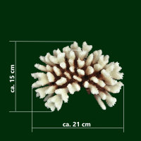 Steinkoralle, 21 x 15 x 8 cm, LPS Acropora Korallen Nachbildung